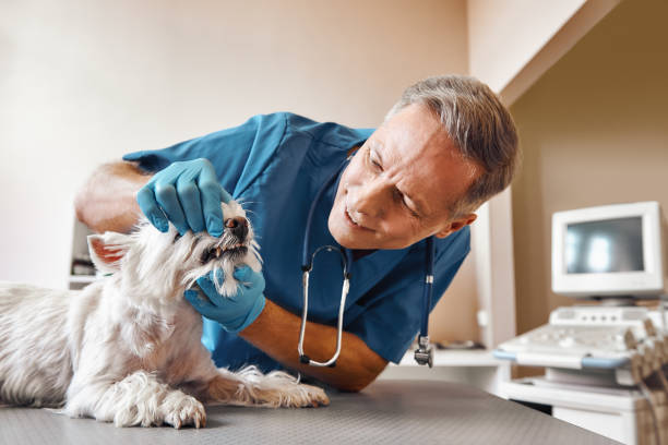 Best 24-Hour Emergency Dentist in Nashvle, IL